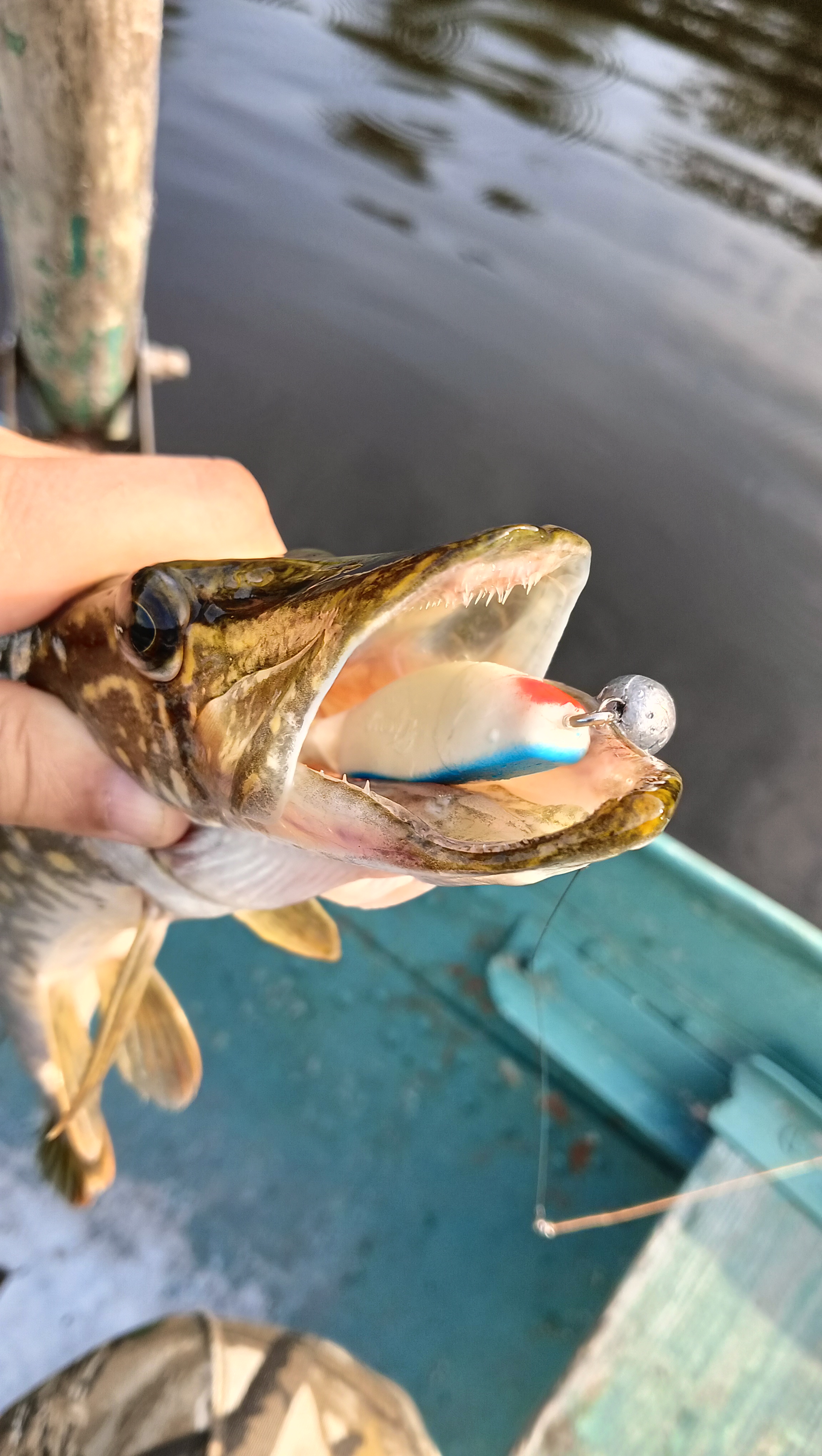 silicon-baits-aqua-flat silicon-baits-aqua-flat