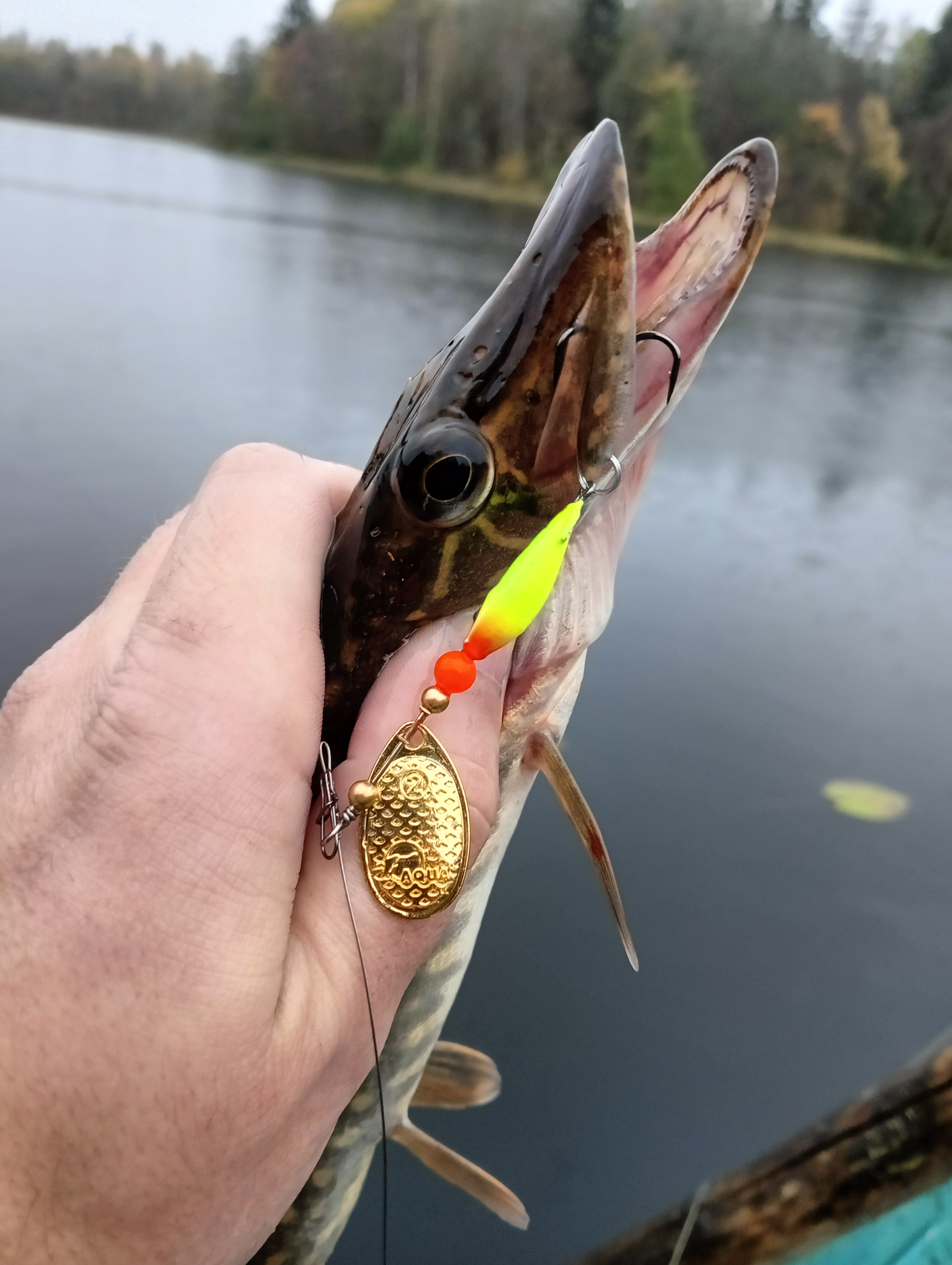 obzor-blesni-aqua-fish-comet