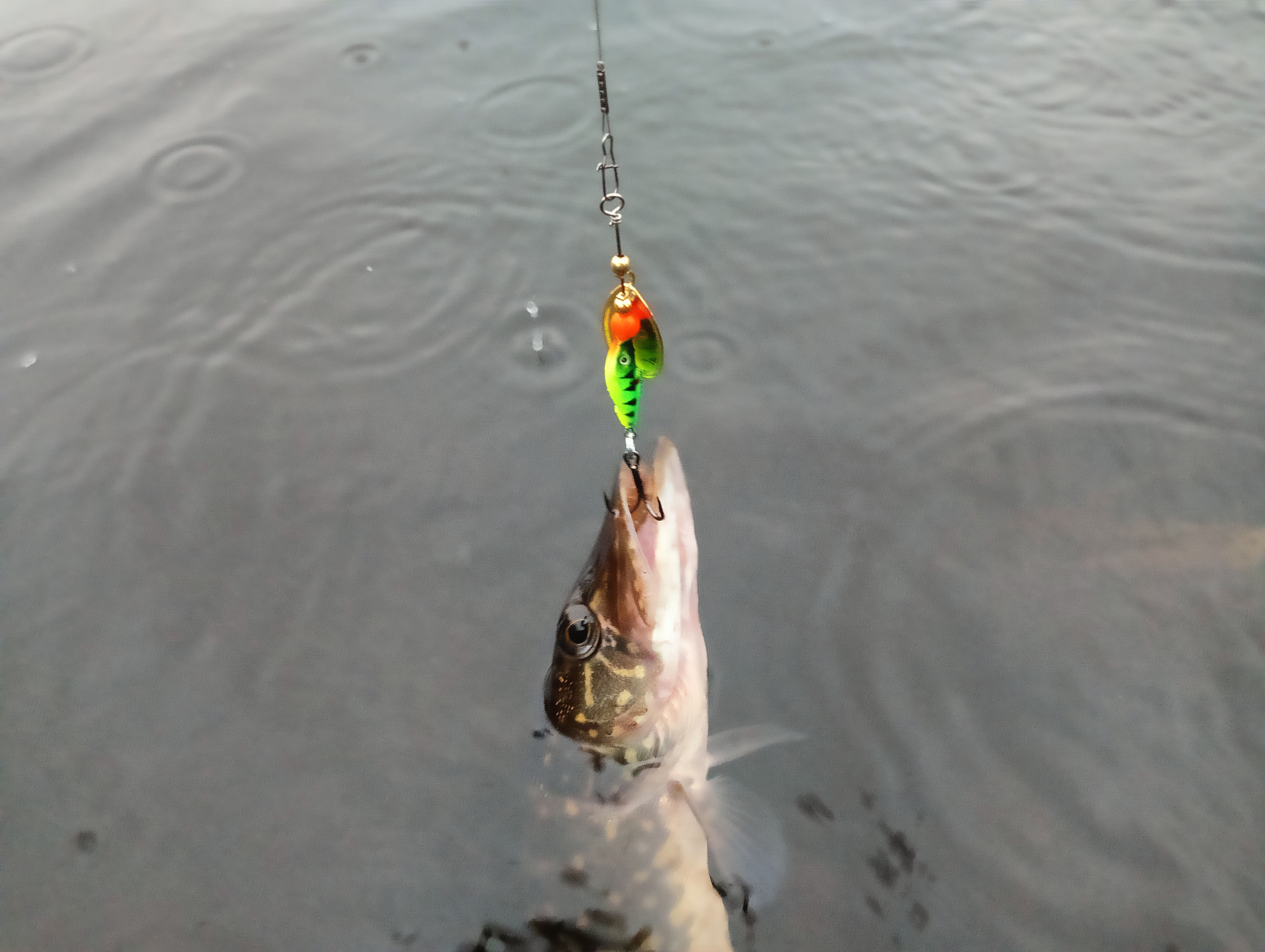 obzor-blesni-aqua-fish-comet