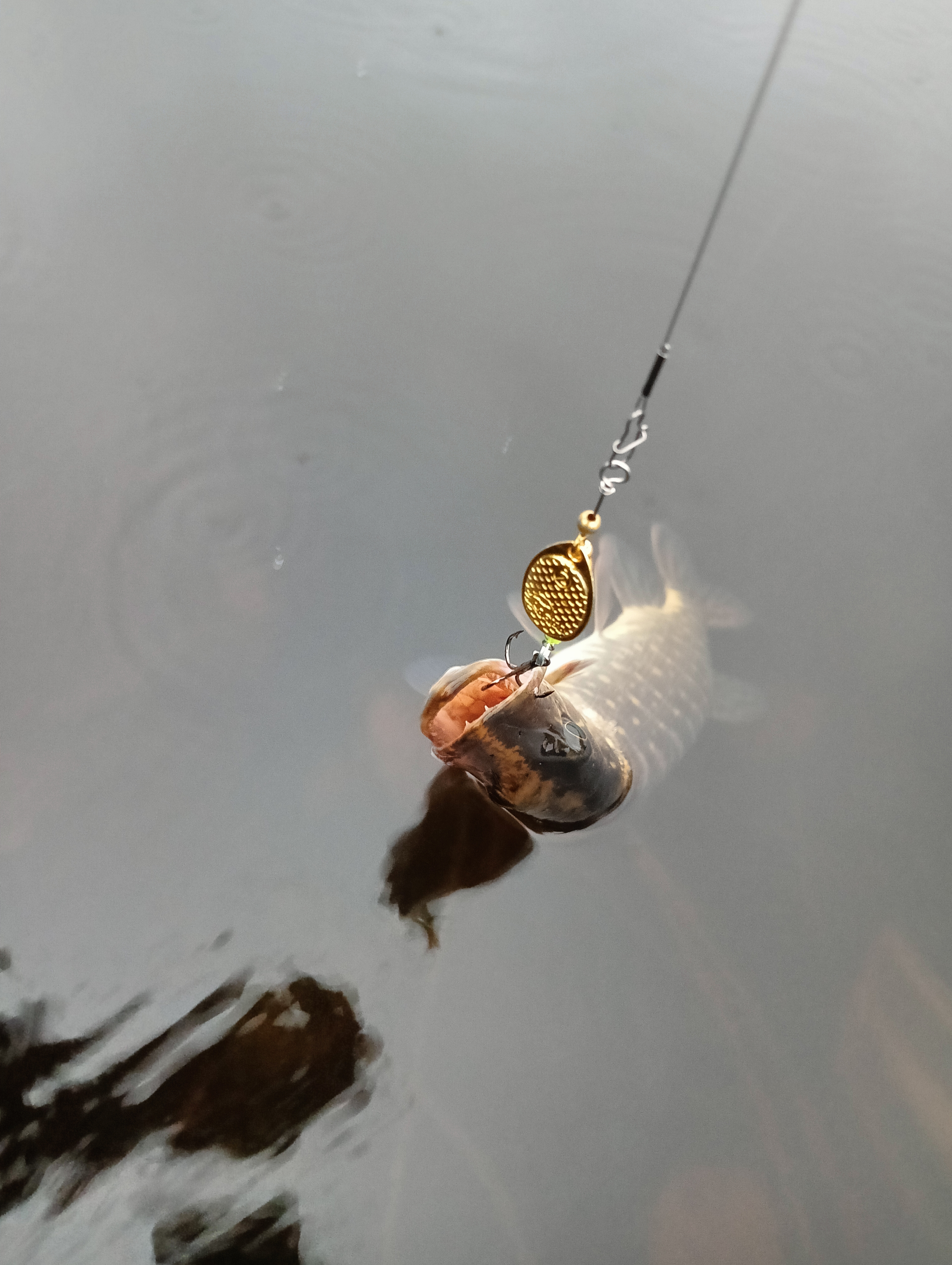 obzor-blesni-aqua-fish-comet