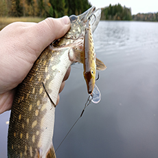 Обзор воблера AQUA Щука