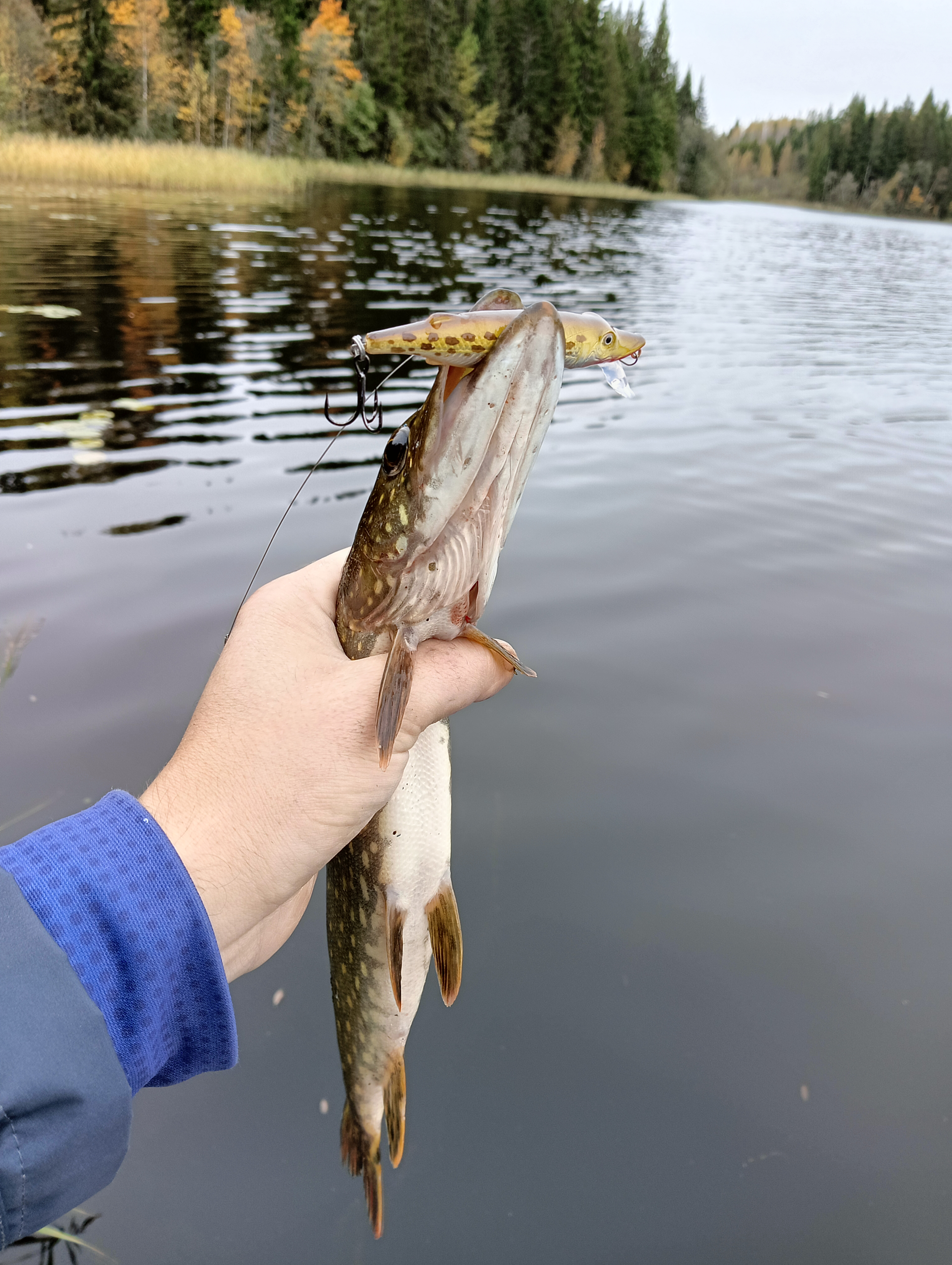 obzor-voblera-aqua-schuka