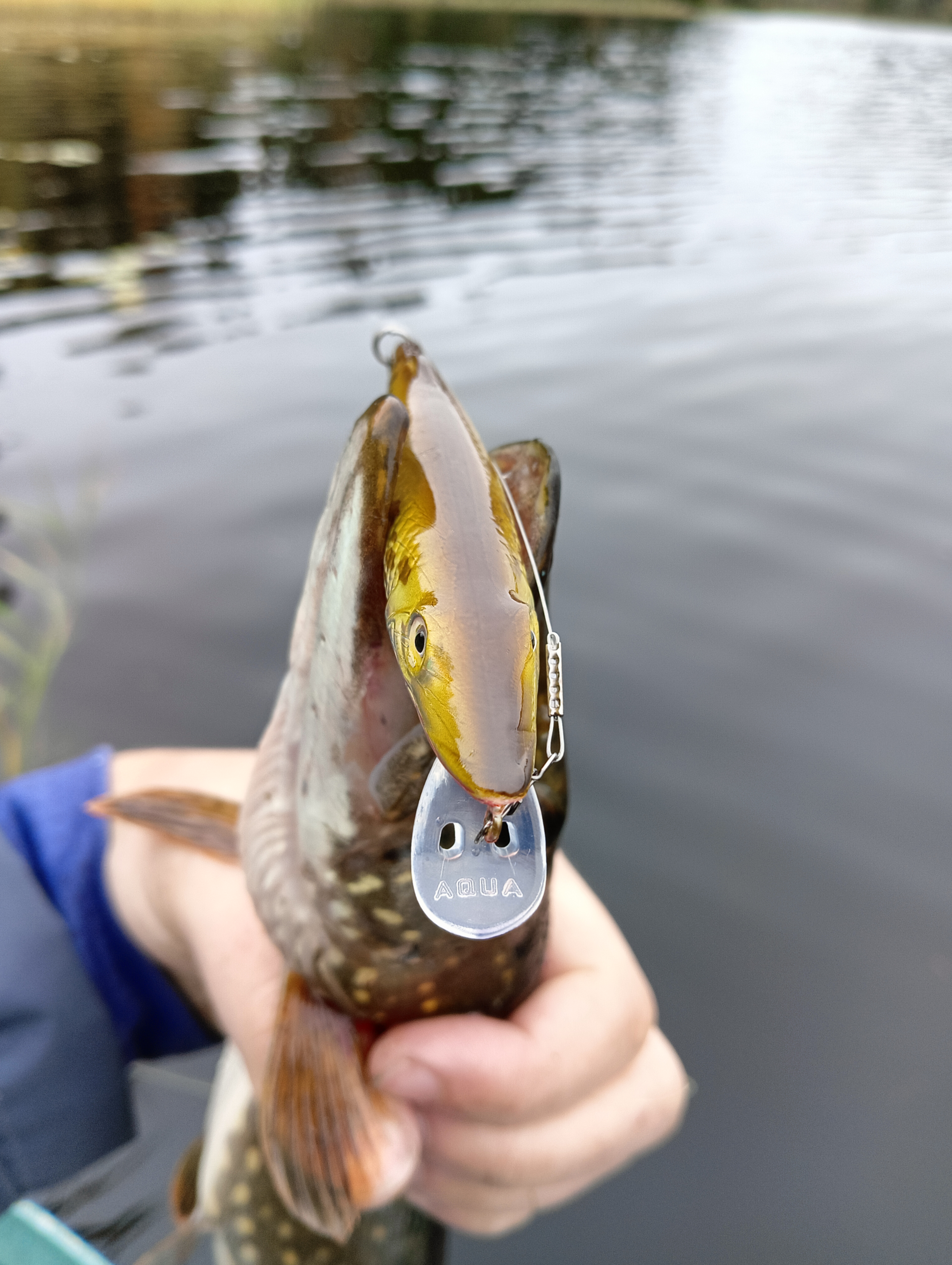 obzor-voblera-aqua-schuka