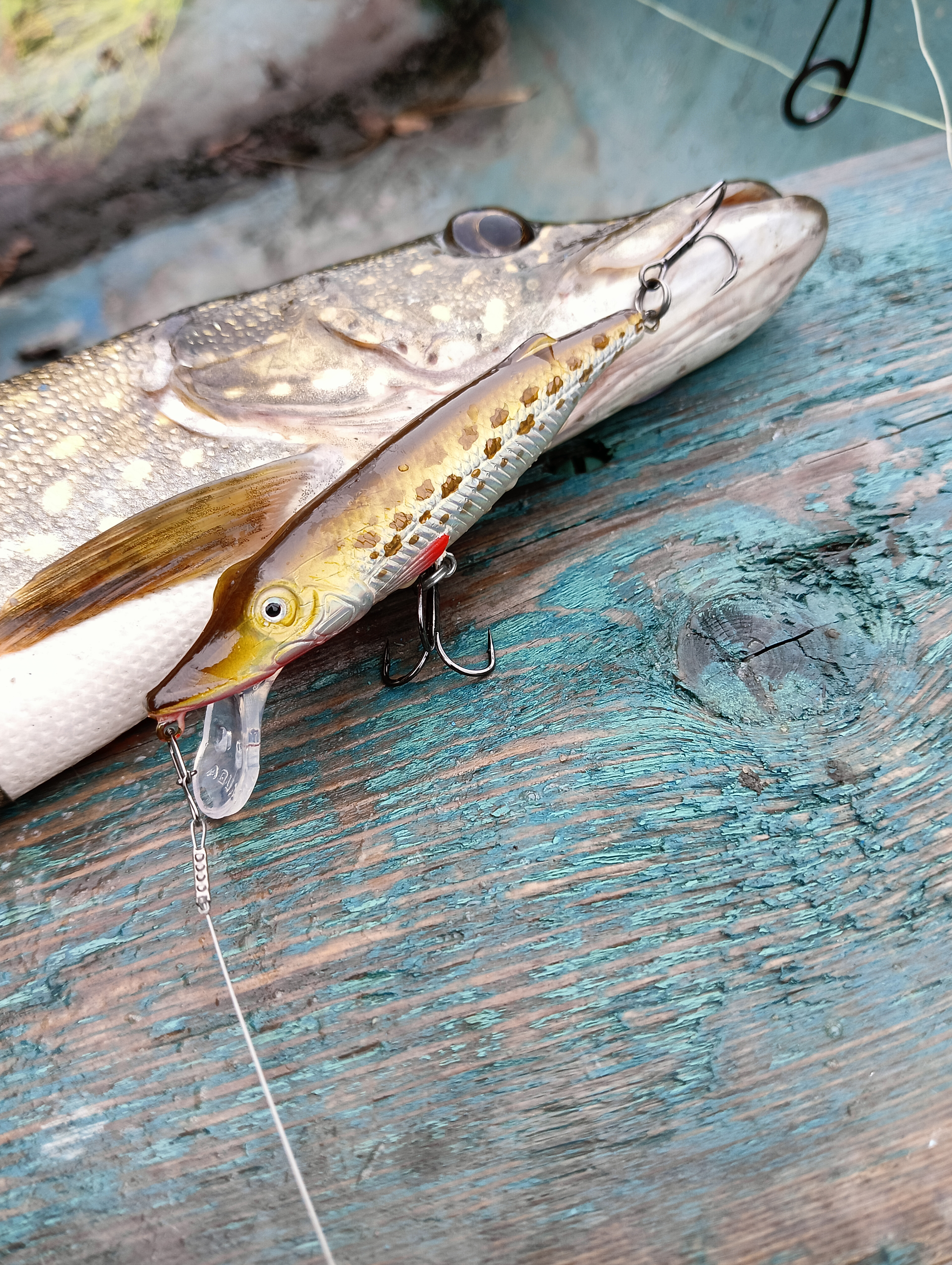 obzor-voblera-aqua-schuka