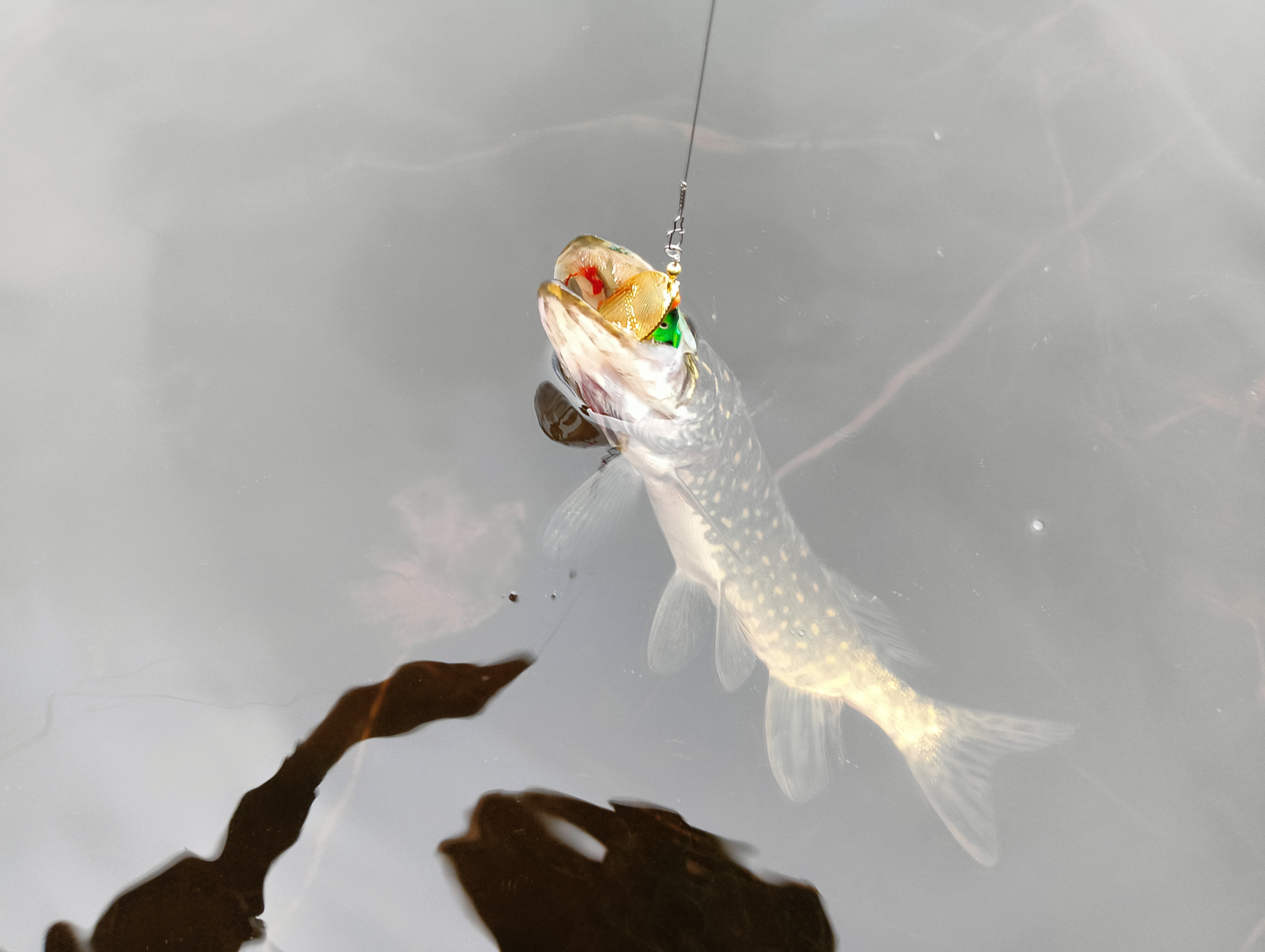 ribalka-kak-sport-istoriya-odnogo-protivostoyaniya