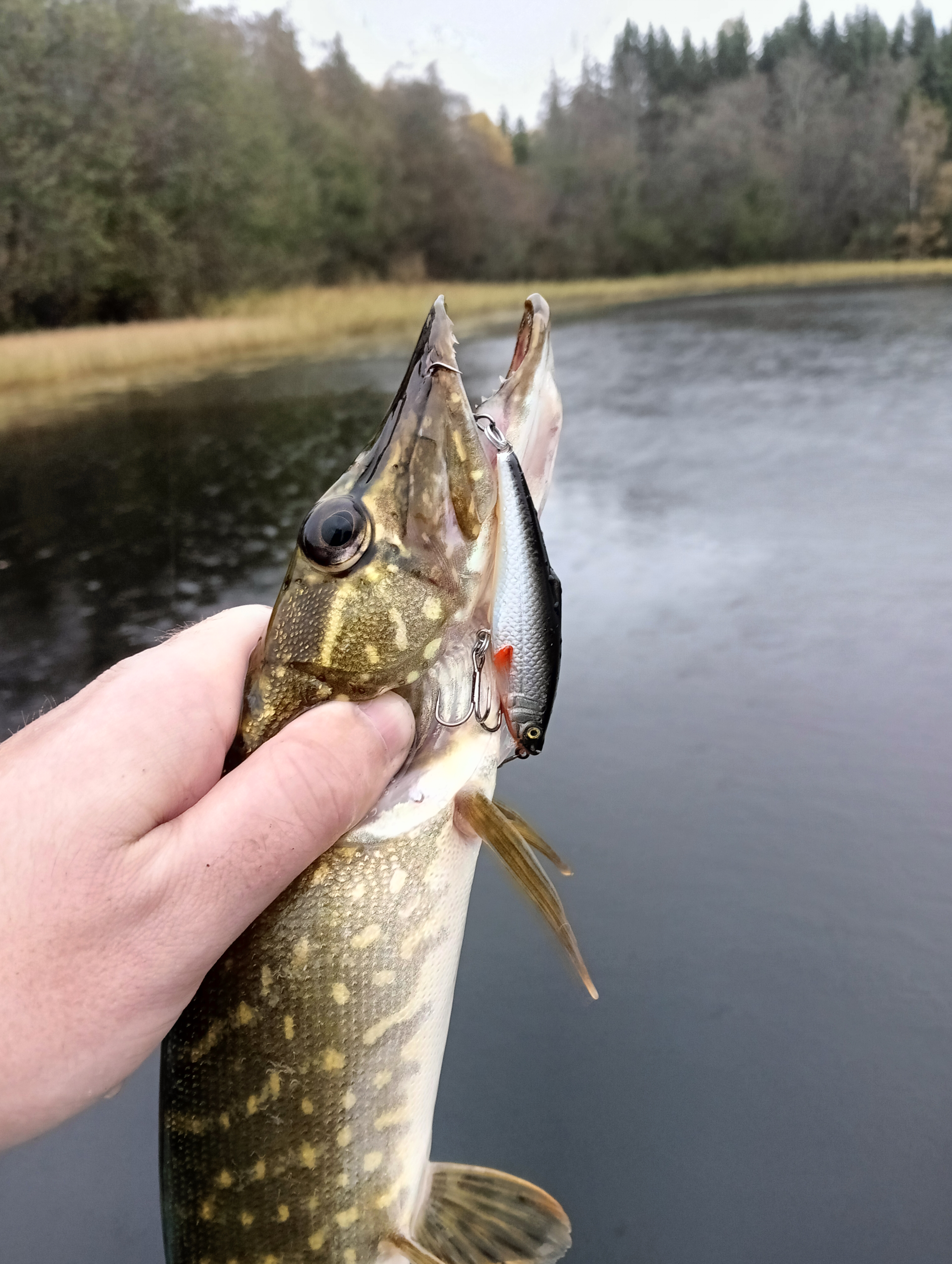 wobbler-aqua-kloss-and-two-pikes-fishing-against-the-forecast