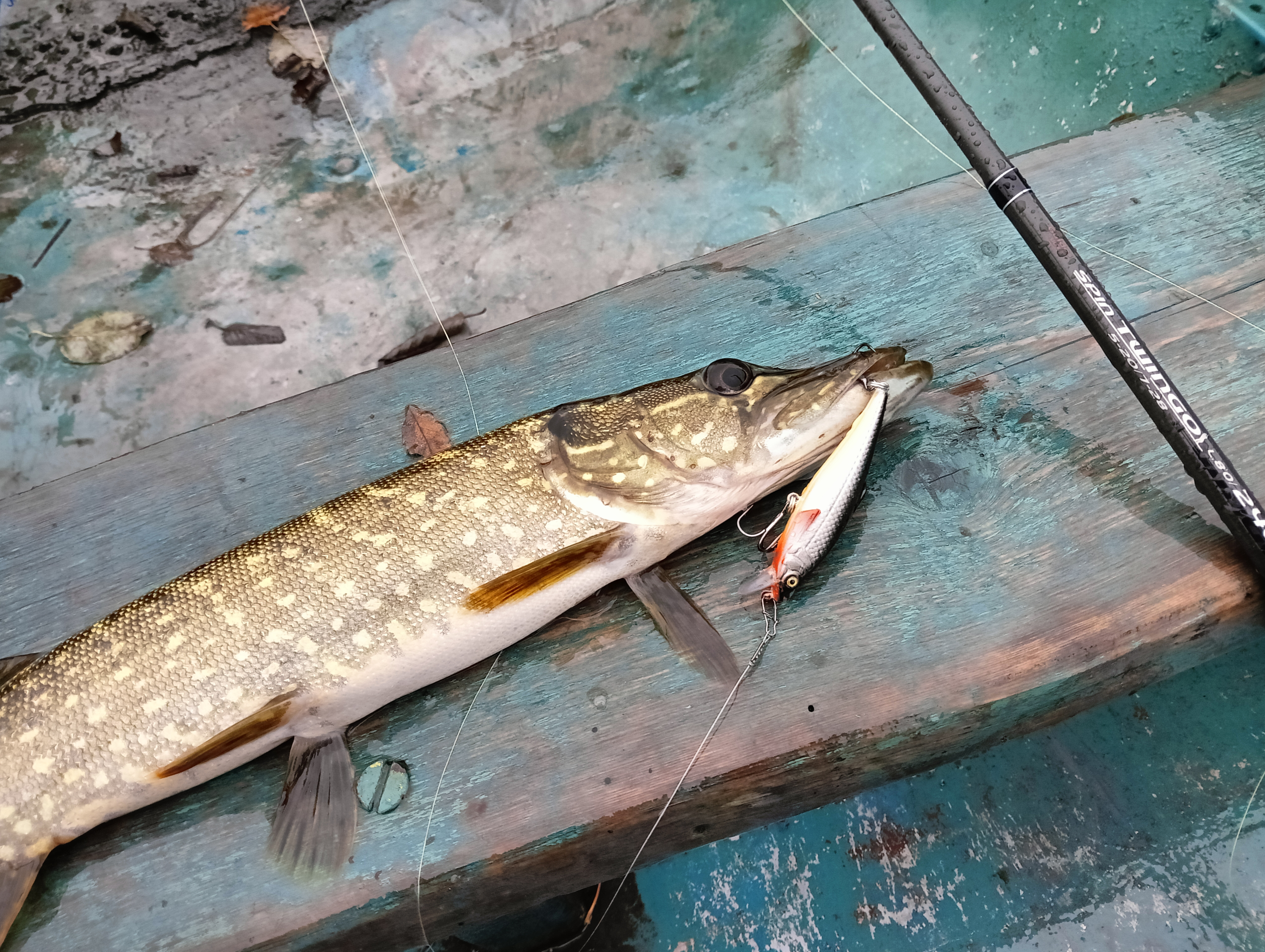 wobbler-aqua-kloss-and-two-pikes-fishing-against-the-forecast