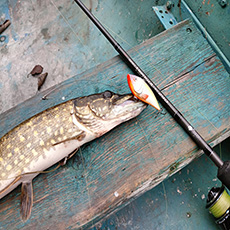 Ратлин AQUA - игра на нервах хищника