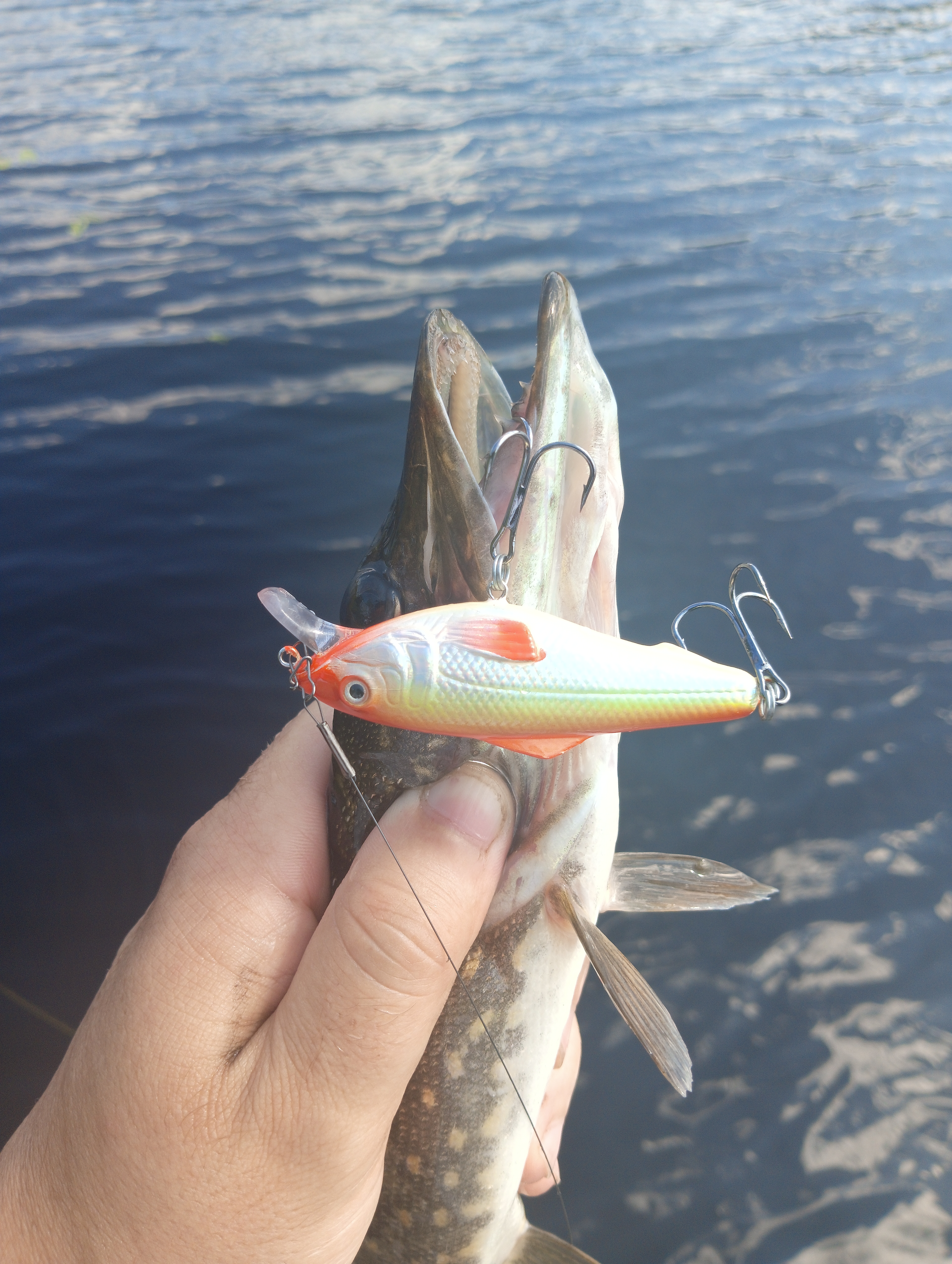 vobler-i-taktika-kak-ugovorit-shchuku-na-poklevku