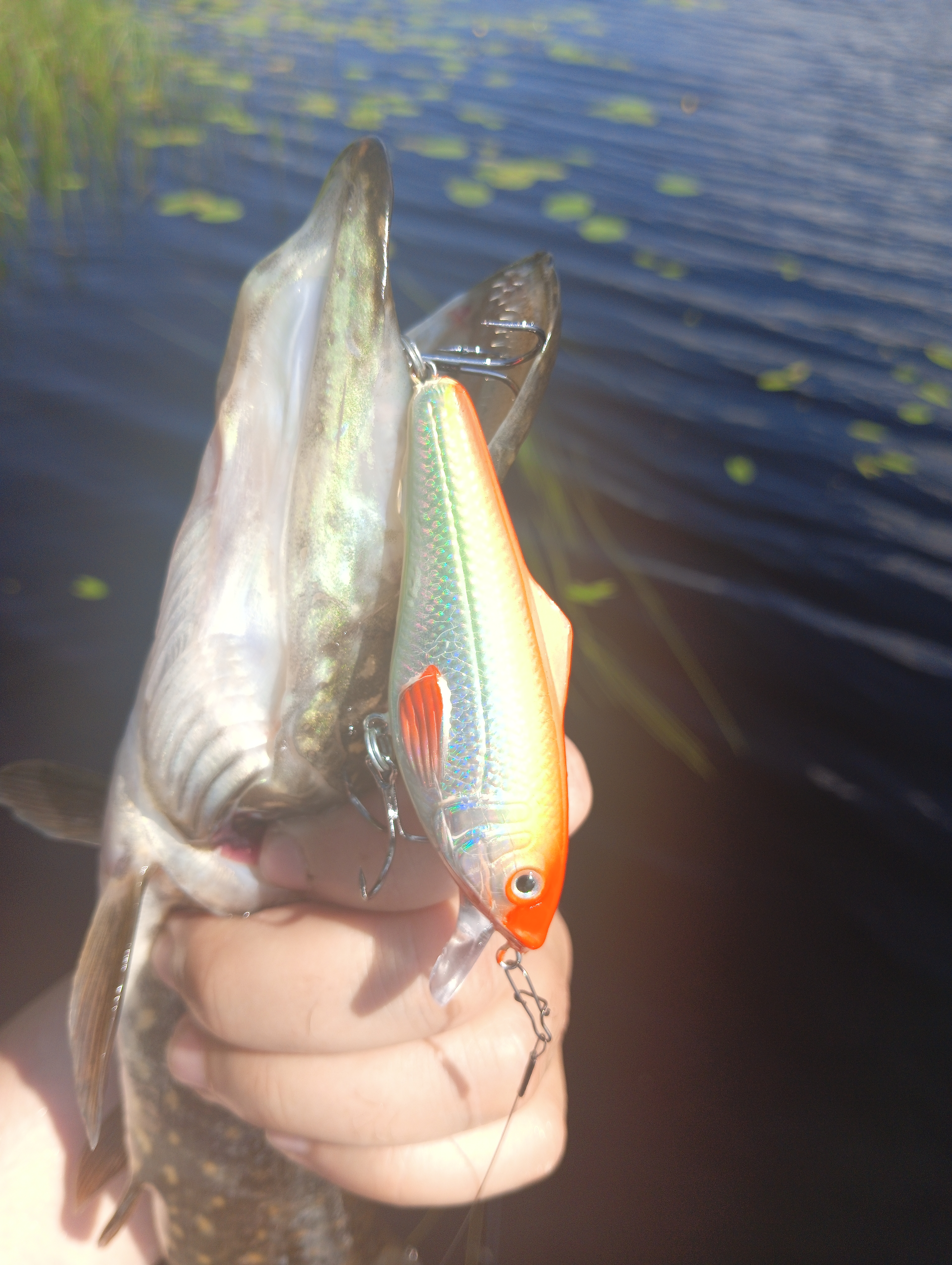 vobler-i-taktika-kak-ugovorit-shchuku-na-poklevku