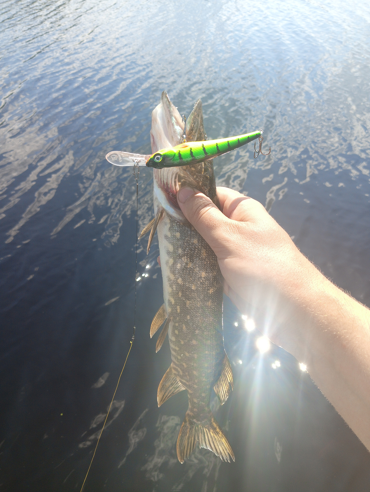 shchuki-na-ravnomernoy-ispitaniya-voblera-aqua-pan-v-zharkiy-den shchuki-na-ravnomernoy-ispitaniya-voblera-aqua-pan-v-zharkiy-den