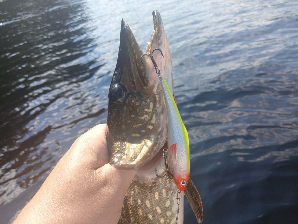 rivkovaya-provodka-protiv-somnevayushcheysya-shchuki-opit-s-voblerom-aqua-tantsortxt rivkovaya-provodka-protiv-somnevayushcheysya-shchuki-opit-s-voblerom-aqua-tantsortxt