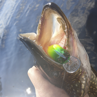 Анимация приманки и поклёвка - как я разловил Плут SR