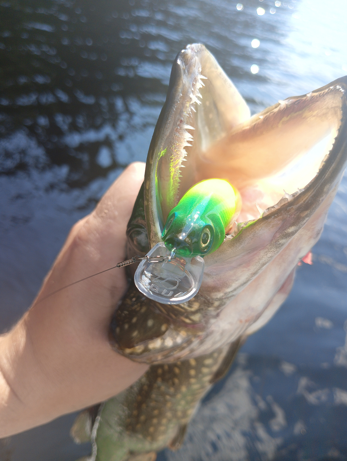 animatsiya-primanki-i-poklevka-kak-ya-razlovil-plut-sr