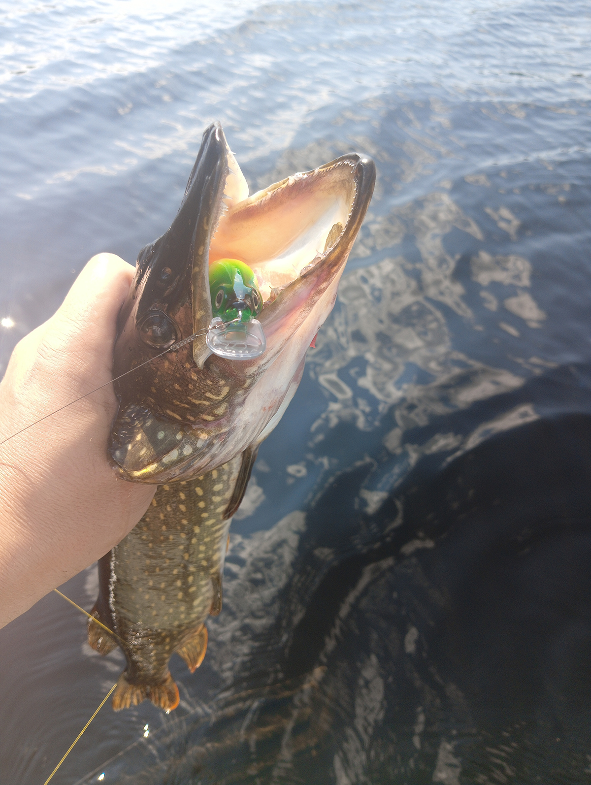 animatsiya-primanki-i-poklevka-kak-ya-razlovil-plut-sr