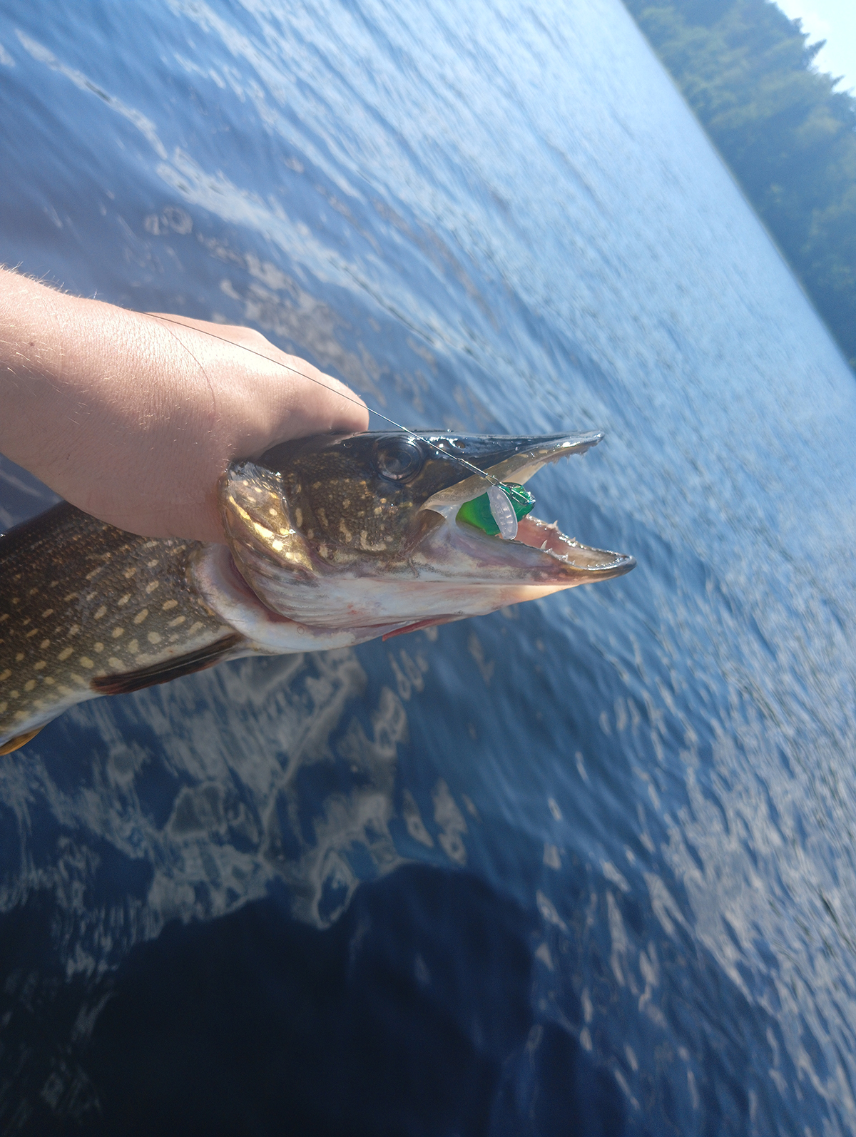 animatsiya-primanki-i-poklevka-kak-ya-razlovil-plut-sr